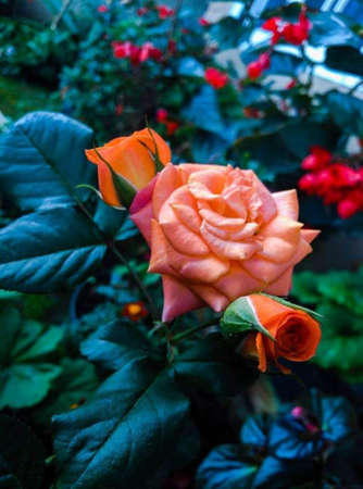 Beautiful flowers of Roses bloom in the morning.のeditorial素材