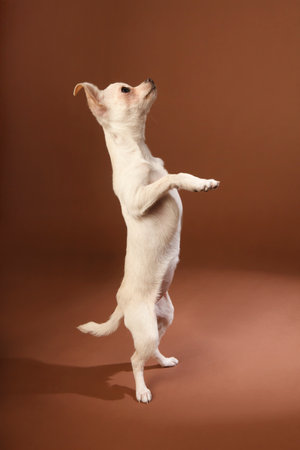 White chihuahua puppy standing up on a brown backgroundの写真素材