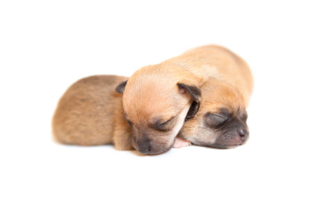 Newborn puppies sleeping together. Tranquility and white background