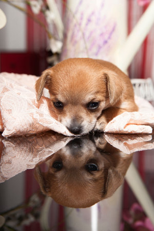1 month old chihuahua puppies on stageの写真素材