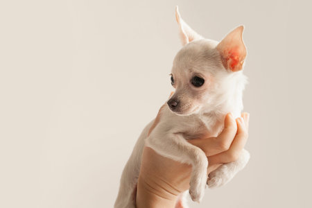 Small breed white puppyの写真素材