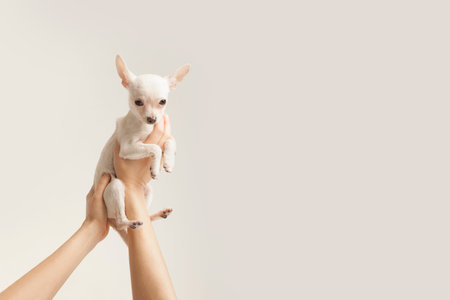 Small breed white puppyの写真素材