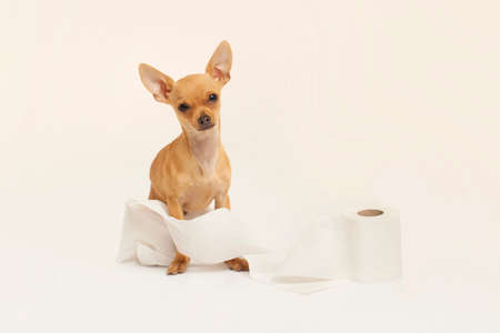 Brown chihuahua regretful after a mischief playing with toilet paper. White background. 1 animal only.の写真素材