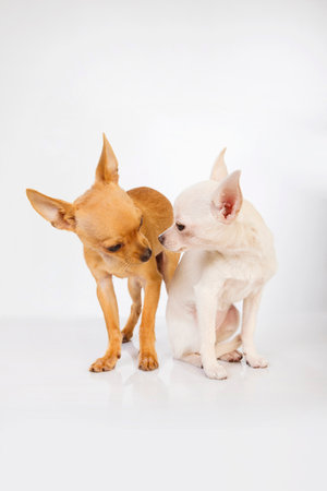 Two chihuahua dogs with white background One of the dogs is brown and standing and the other white is sitting. They are both sniffing each other.の写真素材