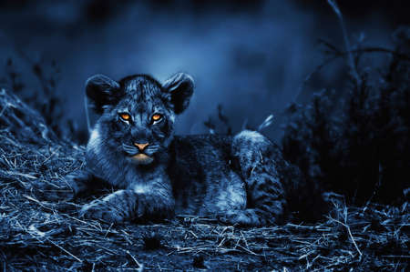 Lion cub lying at night with highlighted eyes.の写真素材
