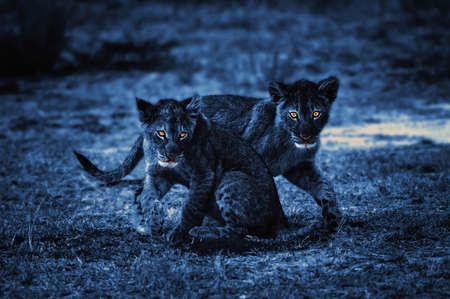 2 Lion cubs at night with highlighted eyes forming a life figureの写真素材