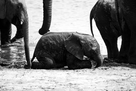 cute baby elephant muddy standing up - black and white techniqueの写真素材