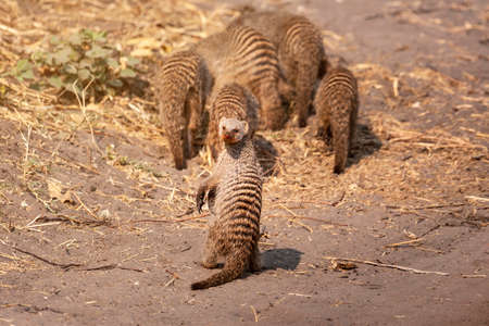 Suricata suricatta, wild meerkat family in Botswana, Africa in its natural habitatの写真素材
