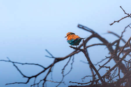 small Lilac Breasted (Coracias caudatus) perched on a tree twig in Botswana, Africaの写真素材