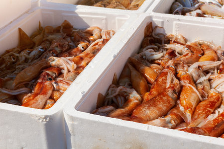 Close-up recent catch of cuttlefish fishermen.