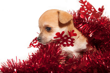 Close-up chihuahua puppy playing with red christmas tinsel on white background. Christmas concept.の写真素材