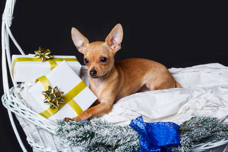 chihuahua dog inside a christmas basket adorned with giftsの写真素材