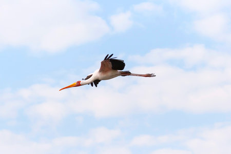 Mycteria ibis (yellow billed stork ) flying in a blue sky with white clouds in Botswana, Africaの写真素材