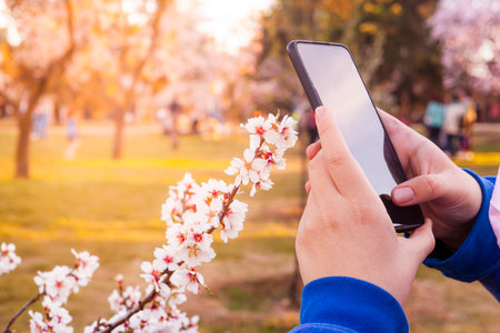 close-up of hands taking a photo with a smartphone of almond blossomsの写真素材