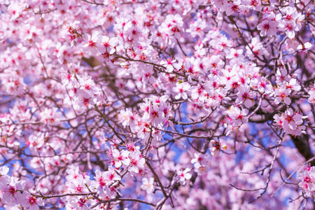 background of landscape with almond blossom
