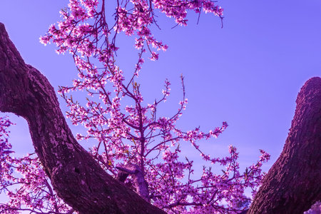 background of landscape with almond blossom