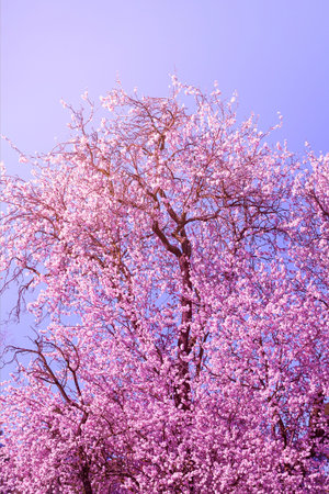 background of landscape with almond blossom