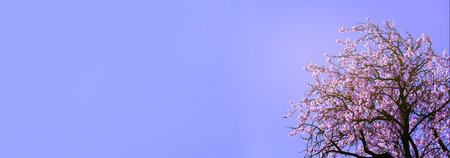 banner background of landscape with almond blossom