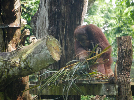 Orangutans are great apes native to the rainforests of Indonesia and Malaysia relaxing in Forestの写真素材