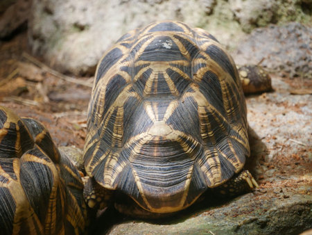 Burmese star tortoise (Geochelone platynota) is a critically endangered tortoise species, native to...