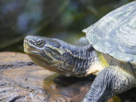 Turtle resting on Wood log