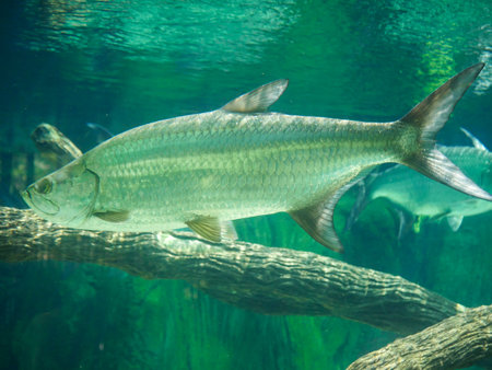 Atlantic tarpon fish also known as the silver king, swimming in big fish aquarium. Atlantic tarpon (Megalops atlanticus) is a ray-finned fish that inhabits coastal waters.の写真素材