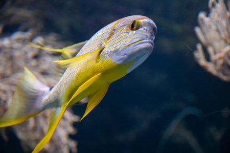 The orange-lined triggerfish (Balistapus undulatus) is a demersal triggerfish swimming in Aquarium...