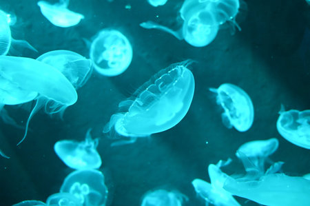 Aurelia aurita also called moon jellyfish, moon jelly or saucer jelly swimming in Aquarium jelly...