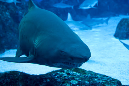Big Sharks swimming in Aquarium Shark Fish Tank