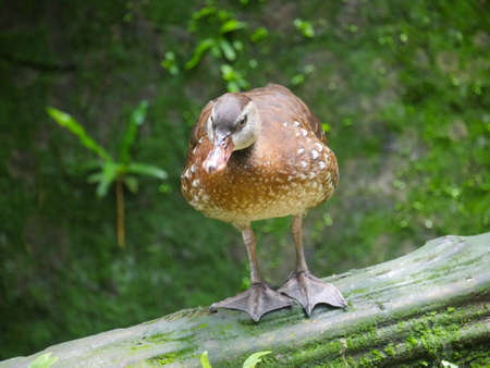 Cute Duck roaming near pondの写真素材