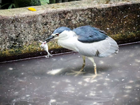 Heron Bird fishing in pond. heron keep fish on beakの写真素材
