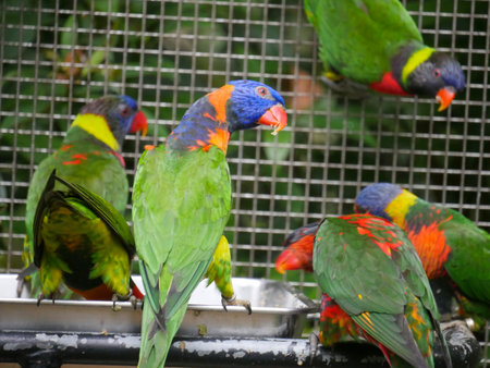 Red collared lorikeet (Trichoglossus rubritorquis) face side view and other lorikeets, seated on...