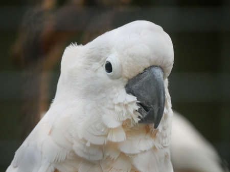 salmon-crested cockatoo (Cacatua moluccensis), also known as the Moluccan cockatoo, is a cockatoo endemic to the Seram archipelago in eastern Indonesiaの写真素材