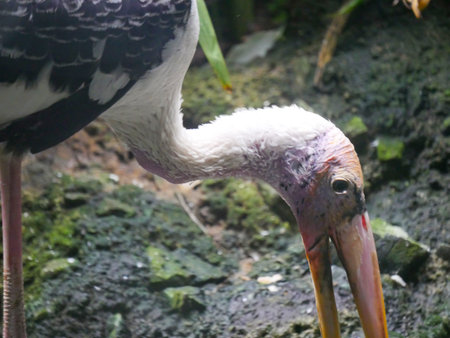 American white ibis bird (Eudocimus albus) is a species of bird in the ibis family roaming in Park