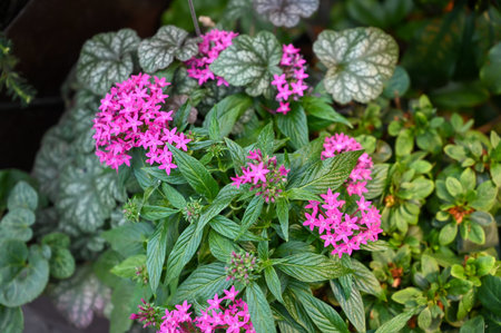 Beautiful Pink Flowers Plant in Garden