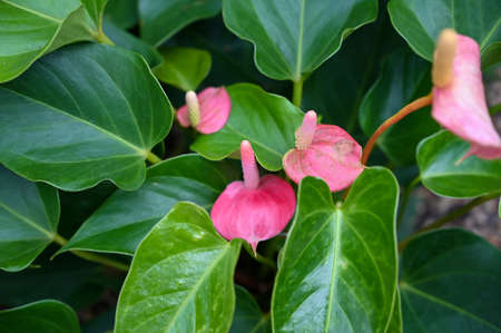 Beautiful Pink Flowers Plant in Gardenの写真素材