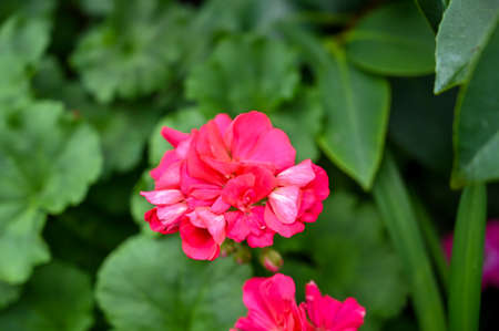 Beautiful Pink Flowers Plant in Gardenの写真素材