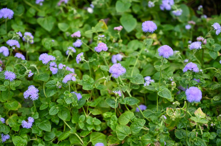 Beautiful Purple Flowers Plant in Garden