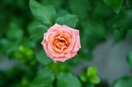 Pink Rose Flowers blooming in gardenの写真素材