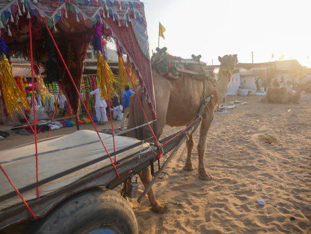 Pushkar, Rajasthan India - November 13, 2021 : Camel in Indian Desert Village Pushkar Rajasthan.