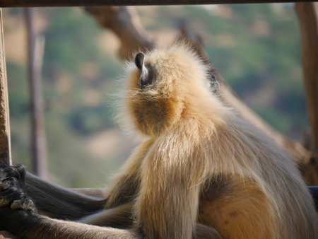 Gray langur monkey also known as hanuman langurs relaxing and watching people