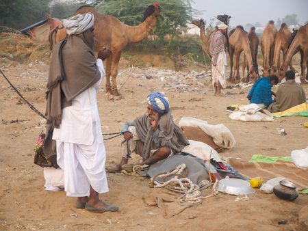 Pushkar, Rajasthan India - November 14, 2021 : Camels gathered for trade at Indiaâs top camel festival at Pushkar Camel Fairのeditorial素材
