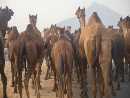 Camels gathered for trade at pushkar camel fair in Indiaの写真素材