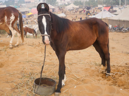 Horse tied by rope in indian village rural area