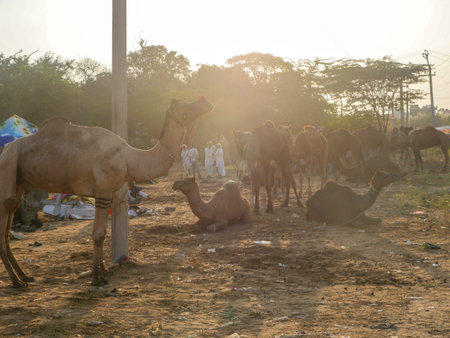 Pushkar, Rajasthan India - November 04, 2019 : Camels gathered for trade at Indiaâs top camel festival at Pushkar Camel Fairのeditorial素材