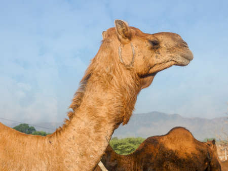 Decorated Camel Face Close up Picture in Indian desert rural villageの写真素材