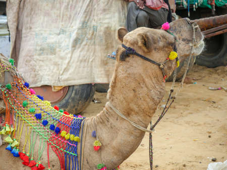 Decorated Camel Face Close up Picture in Indian desert rural villageの写真素材