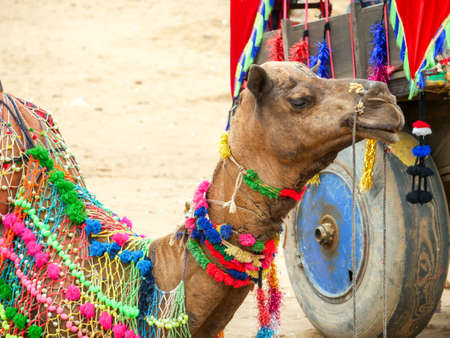 Decorated Camel Face Close up Picture in Indian desert rural villageの写真素材