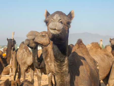 Camels gathered for trade at pushkar camel fair in Indiaの写真素材