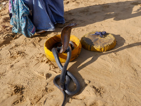 Cobra Snake showing hood, closeup picture, placed in a basket